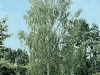 Betula Pendula Dalecarlica